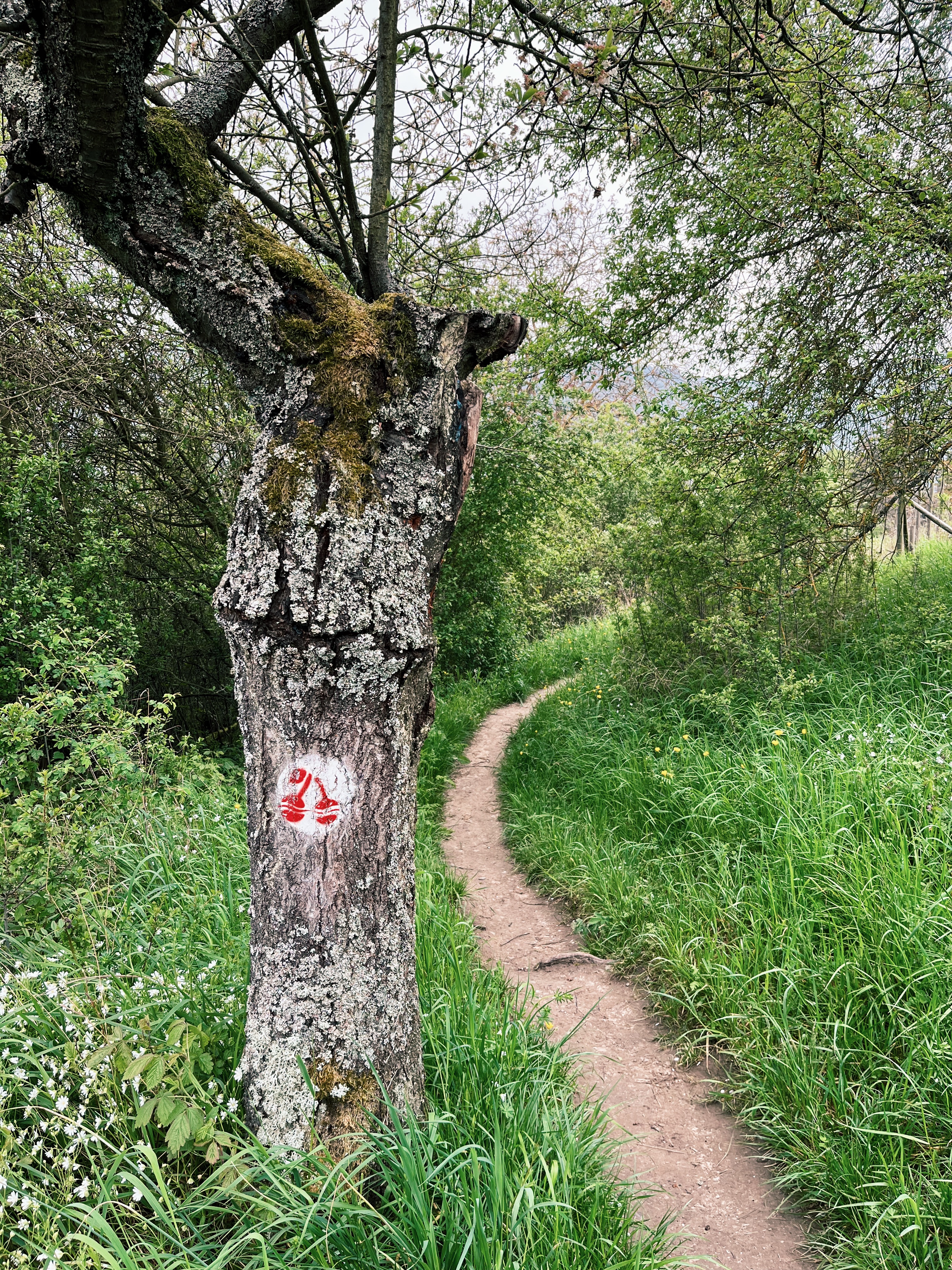 Kirschweg-on-the-rheinsteig-hiking-trail-in-germany