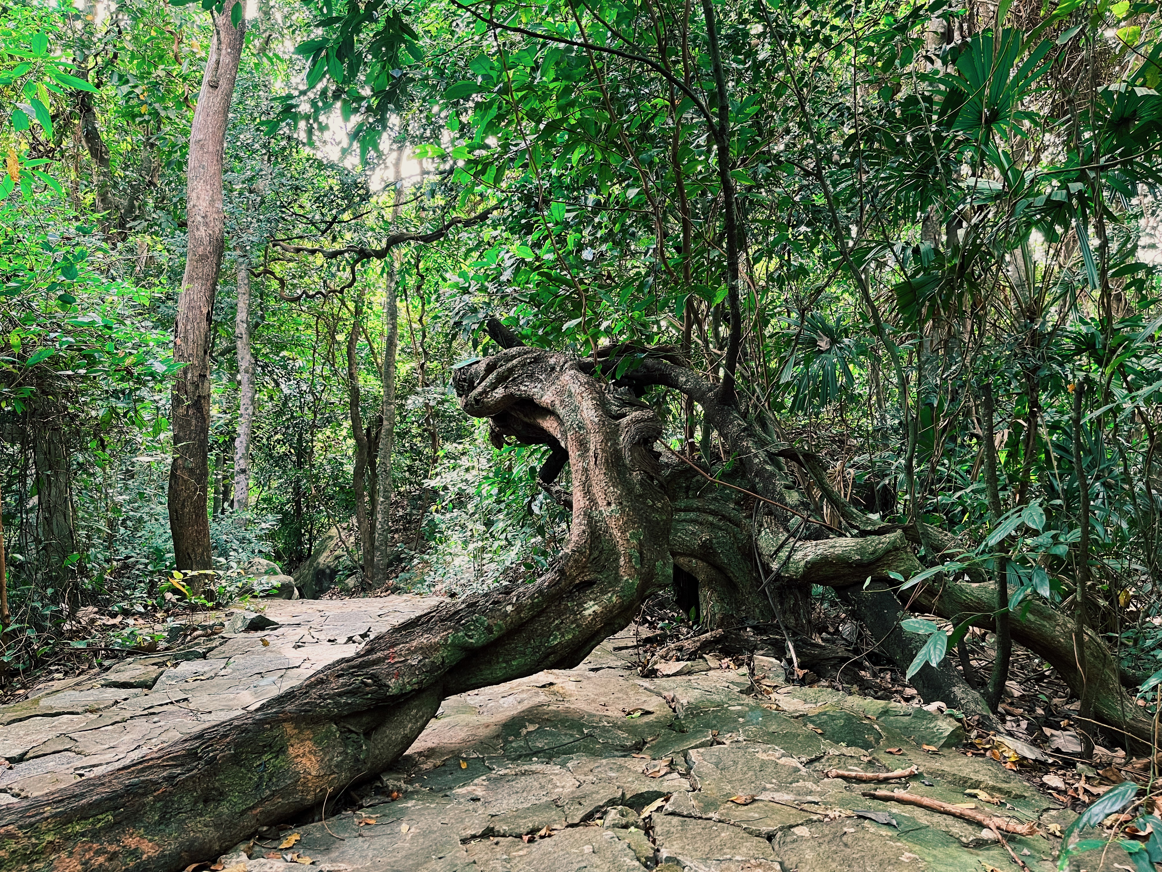 Giant lina while hiking on Con Dao Island in Vietnam