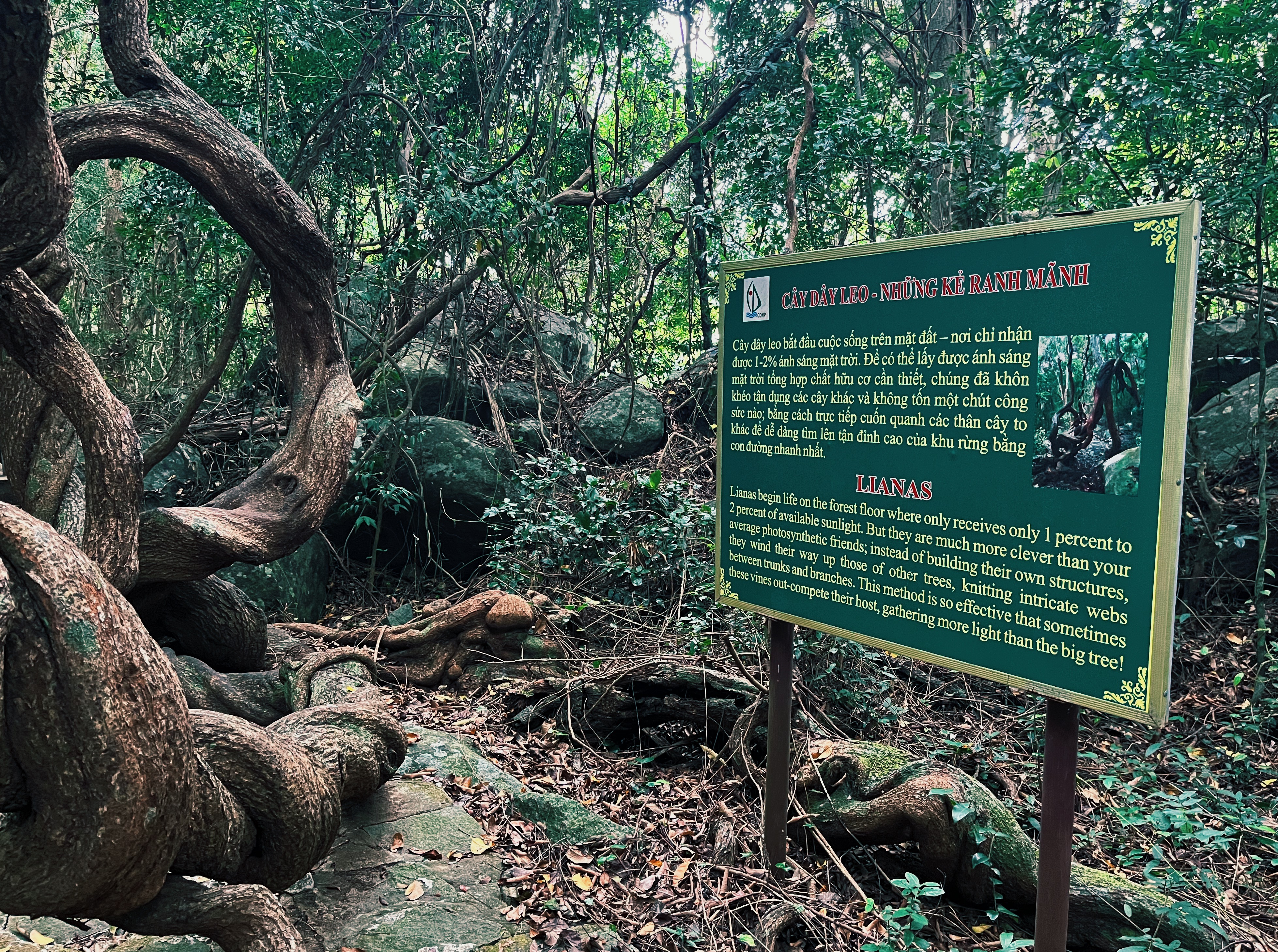 Giant linas while hiking on Con Dao Island in Vietnam