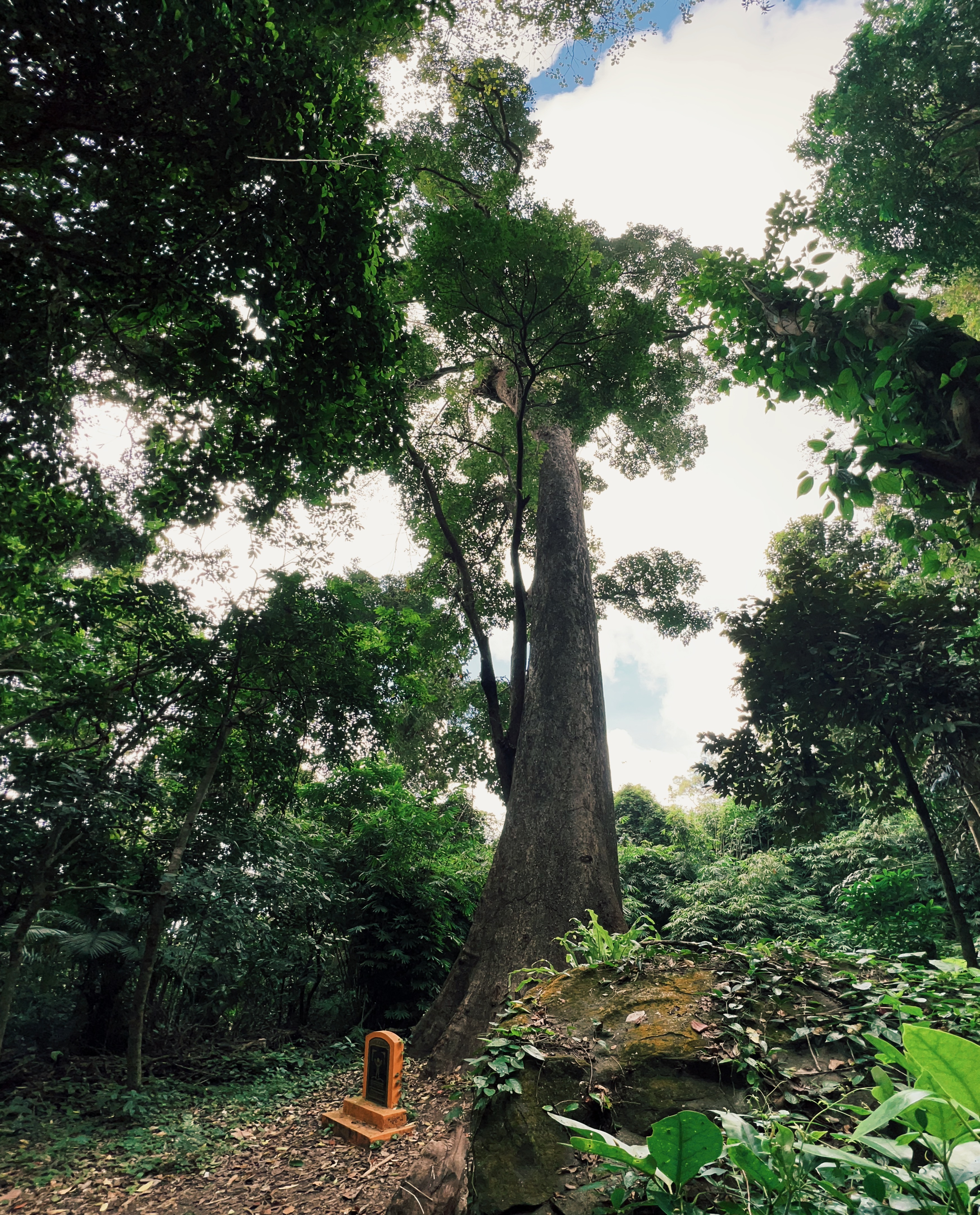 A hike to the Vietnamese Heritage Tree on Con Son Island, Con Dao, Vietnam